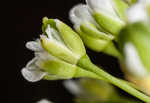 Roadside pennycress 